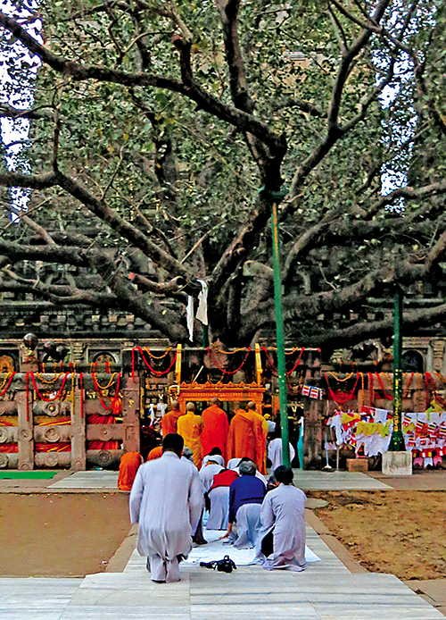 부처님이 정각을 이룬 보드가야의 보리수 앞에서 예경을 올리는 순례자들.