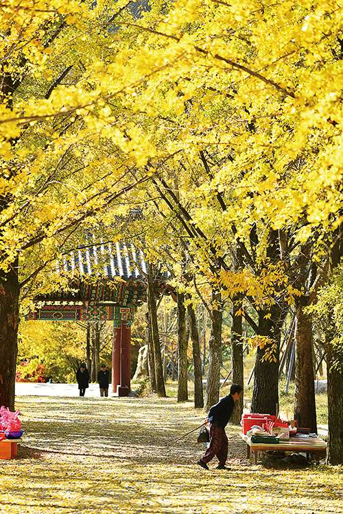가을이면 은행나무 잎이 떨어져 금빛이 장관을 이루는 영주 부석사 길. 불교신문 자료사진.