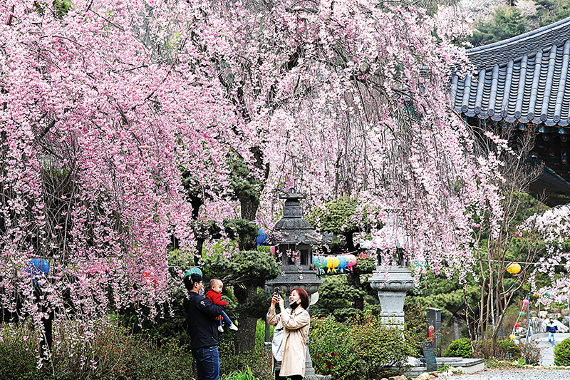 대전&middot;중부권 벚꽃 명소