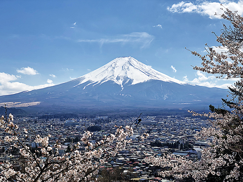 도쿄의 후지산은 일본인들에게는 범접이 불가능한 ‘신성함’을 가지고 있다. 사진은 벚꽃이 핀 봄날에도 정상에 만년설이 덮여있는 후지산. 출처=crowdpic