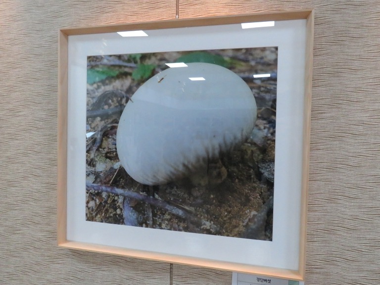 영축총림 통도사 방장 성파스님이 영축산 일대에서 촬영한 경단버섯.