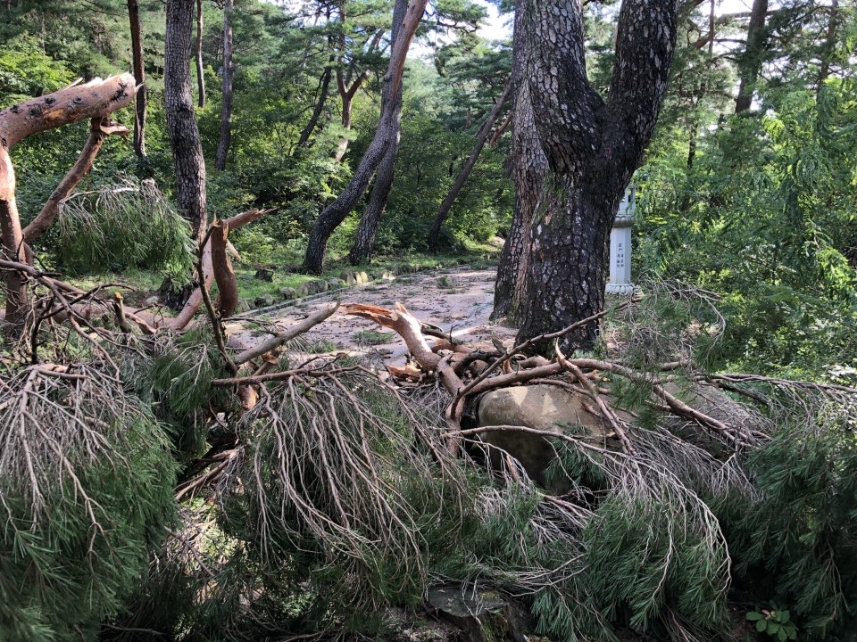 이번 태풍으로 인해 통도사 연화대로 향하는 길목에 소나무 군락들이 많이 부러지는 피해를 입었다.