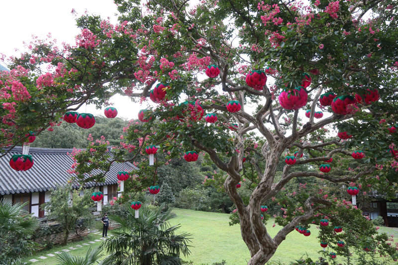 공작이 활짝 날개를 편듯 아름다운 화순 만연사 배롱나무.