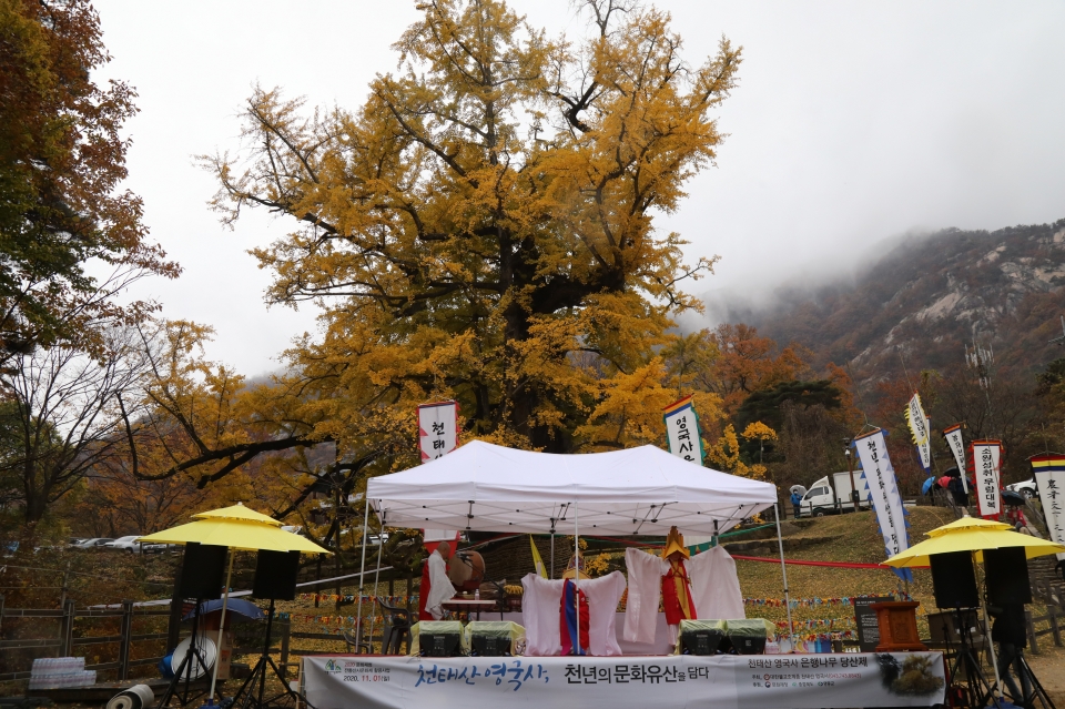 충북 영동 천태산 영국사는 11월1일 은행나무 당산제를 개최했다.