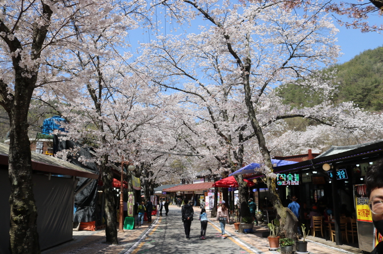 늦은 벚꽃으로 유명한 마이산 길에 이날도 많은 상춘객들이 꽃비를 맞으며 들고 났다.