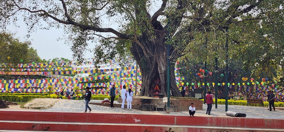 룸비니에  한국 연등이 순례단을 환영하며 걸려 있다
