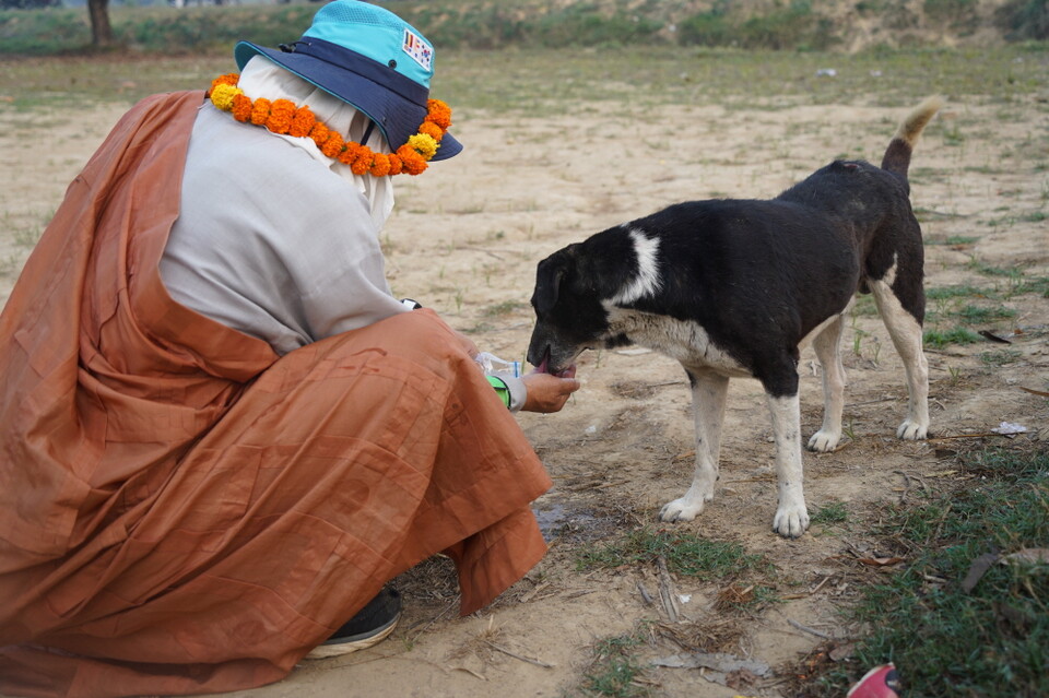 순례 휴식 중 개도 목을 축이다