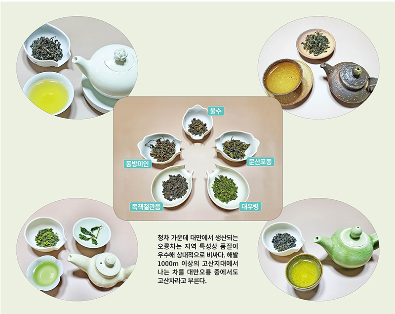 ‘대만 오룡차’ 고산지 생산될수록 고품질