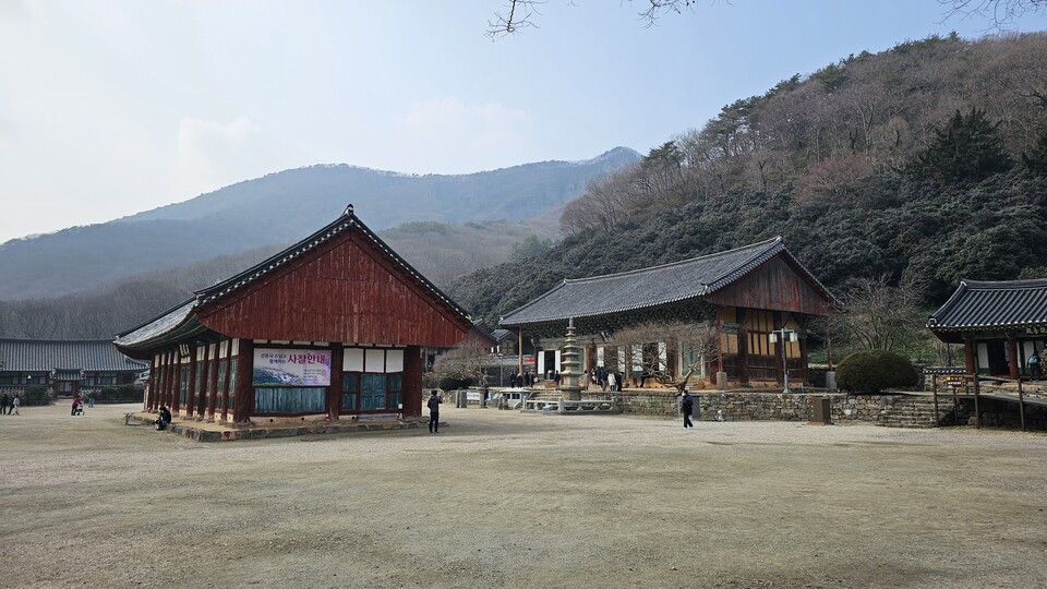 입춘을 지난 푸근한 날씨에 선운사 법당 뒤 동백 숲은 짙푸른 색감을 드러내고 있다.