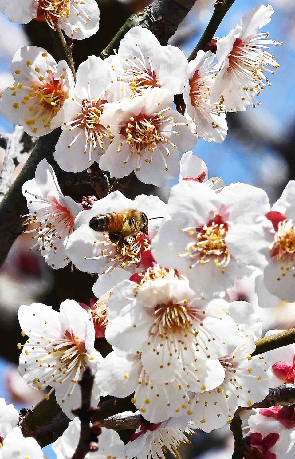 3월23일 순천 선암사 도량을 가득 메운 매화향에 취한 꿀벌이 부지런한 날개짓으로 꿀을 모으고 있다.