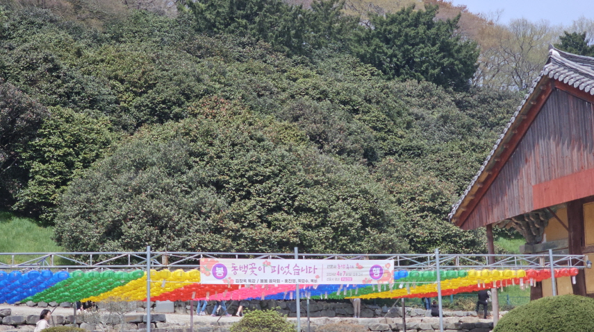 선운사 대웅보전 뒷산에 군집을 이루어 살고 있는 동백이 활짝 피어 천연기념물의 고운 자태를 뽐내고 있다.