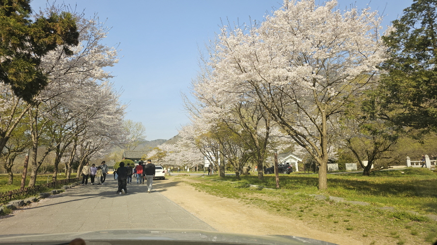 선운사 일주문 인근의 벚나무에 꽃이 만발해 있다.