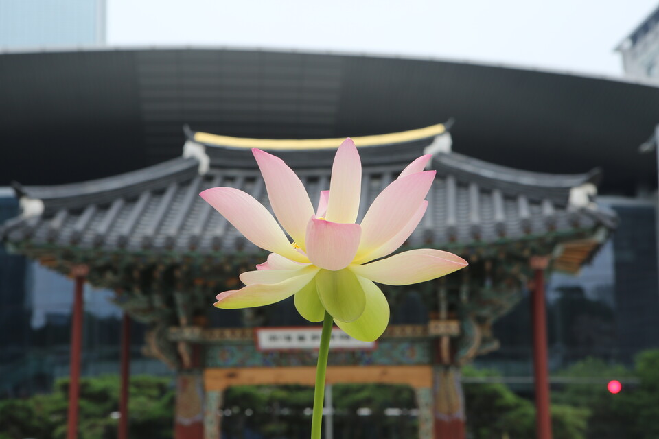 최근 만개한 봉은사 연꽃.