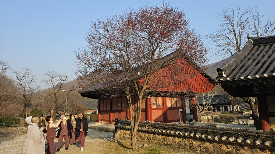 선운사 관음전 뒤뜰에 있는 홍매도 피기 시작해서 사람들의 눈길을 끈다.