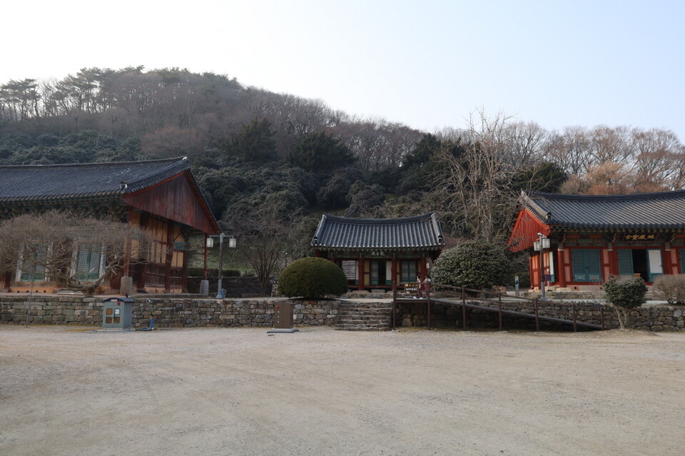 해질 녘 어둑해지고 있는 선운사 동백숲