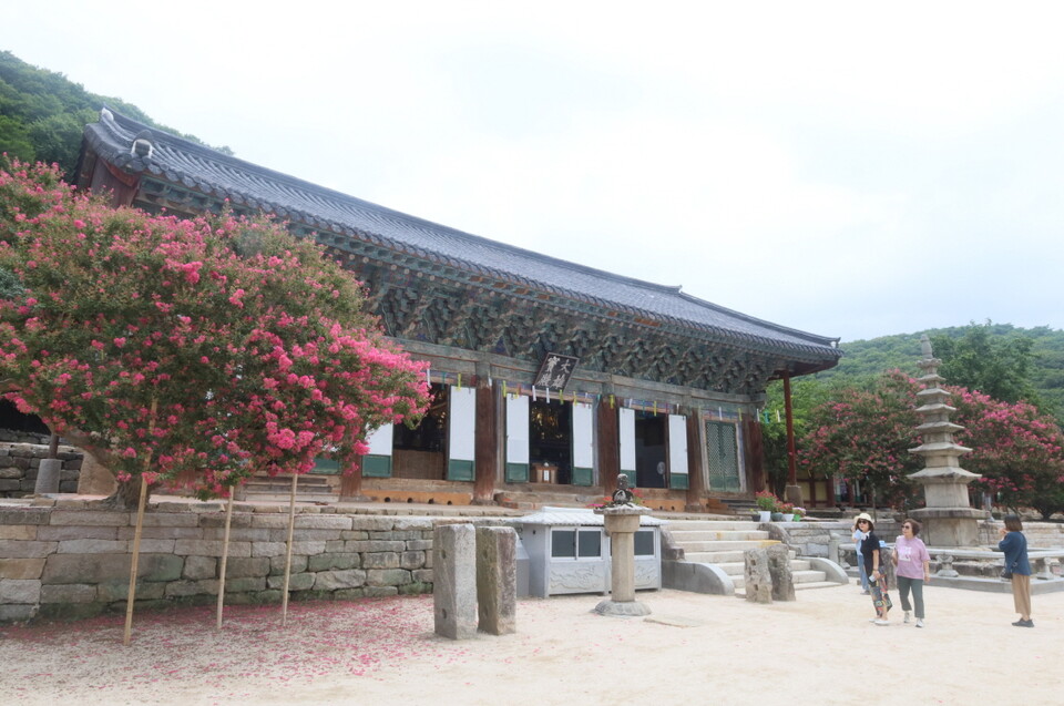 목백일홍이 장엄하고 있는 선운사 대웅전
