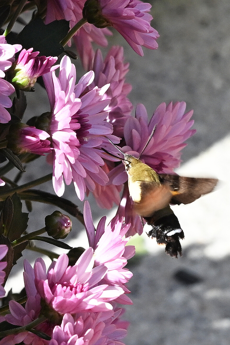 가을 국화는 곤충도 반갑다.  연신  꿀을 빠는 꼬리박가시 나방.