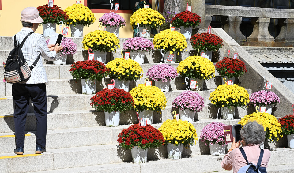 지나가던 노보살들도 화사한 자태를 자랑하는 형형색색의 국화들을 핸드폰에 담고 있다. 