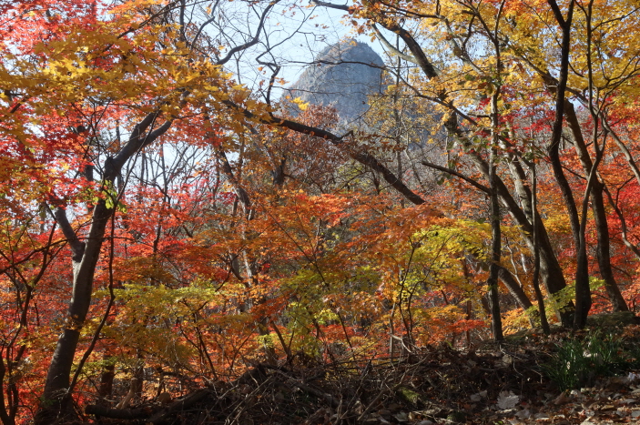 늦가을 곱기만한 단풍 숲 너머로 천마봉의 위용이 웅장하다.