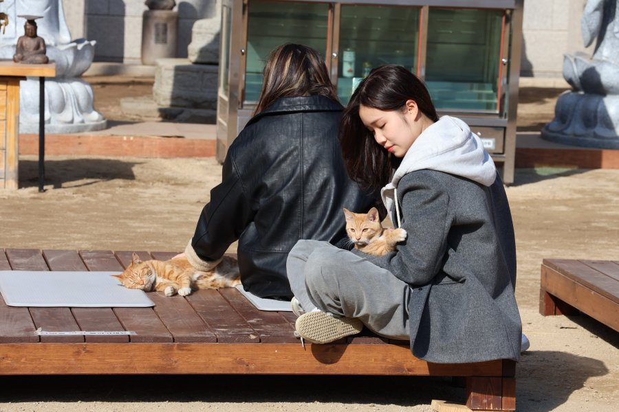 묘적사에 있는 동안 얼마든지 고양이를 만질 수 있다.