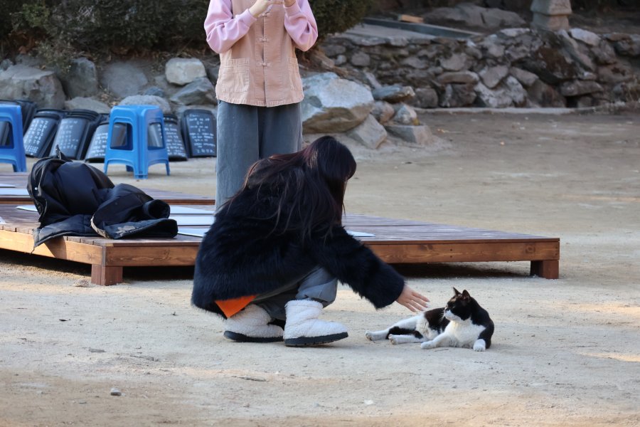 마당에서 발견한 턱시도 고양이.