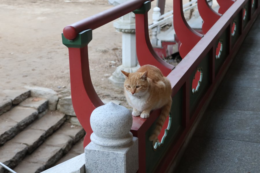 법당 어딜가나 고양이가 있다.