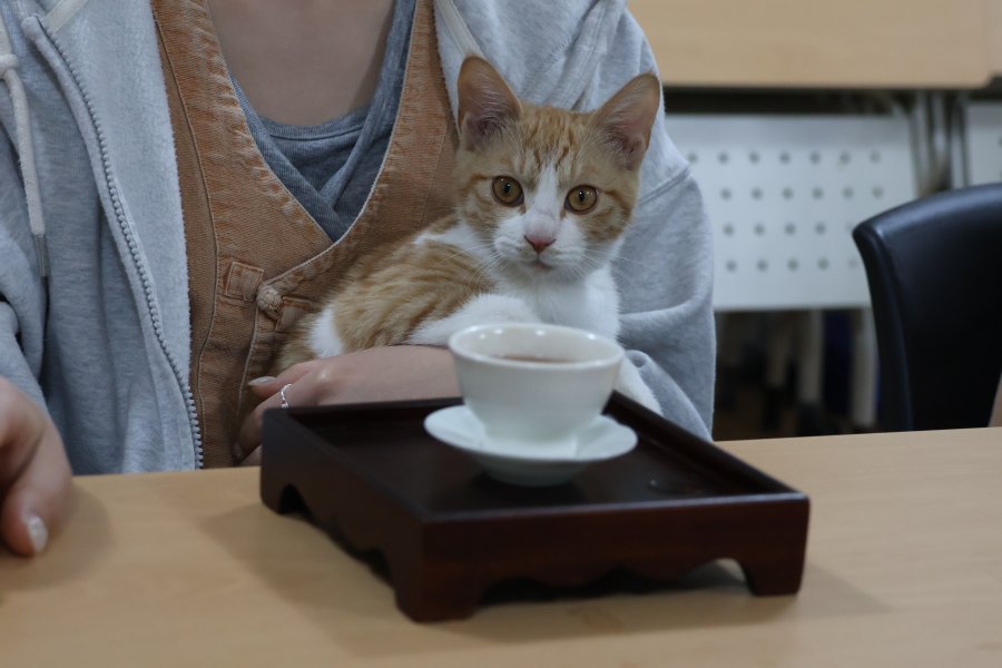 차담 시간도 고양이 쓰담쓰담은 빼놓을 수 없지.