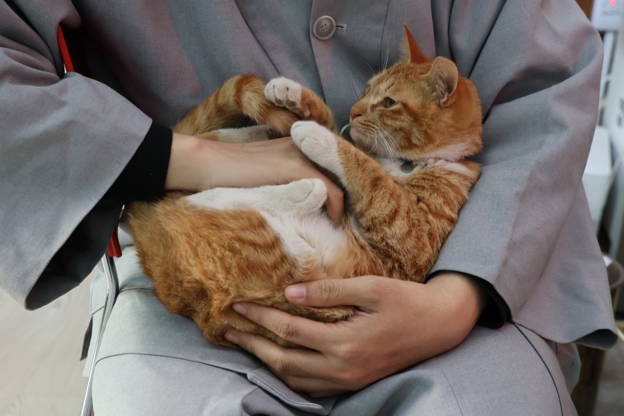 대일스님 품에 안긴 고양이.