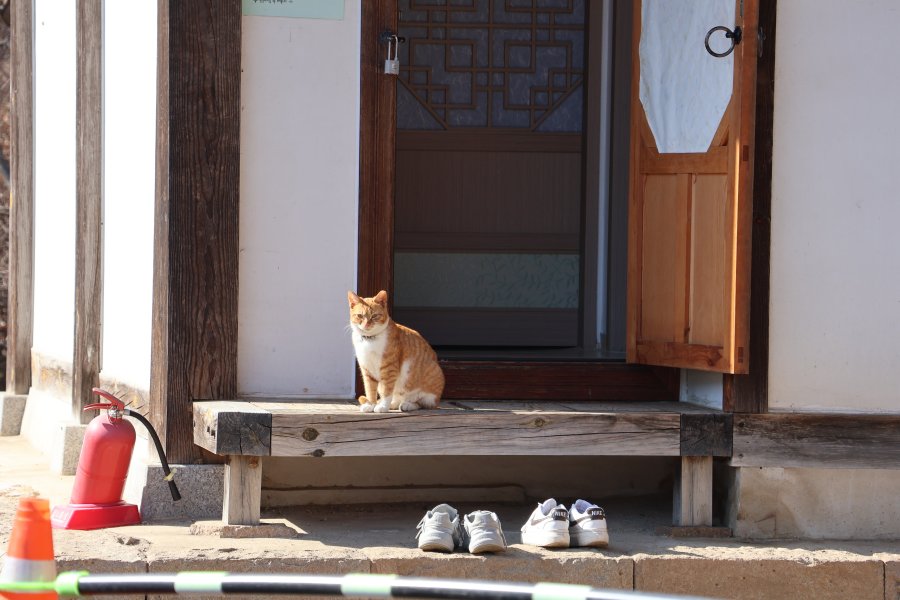 방사 앞에서 고양이가 기다리고 있다.