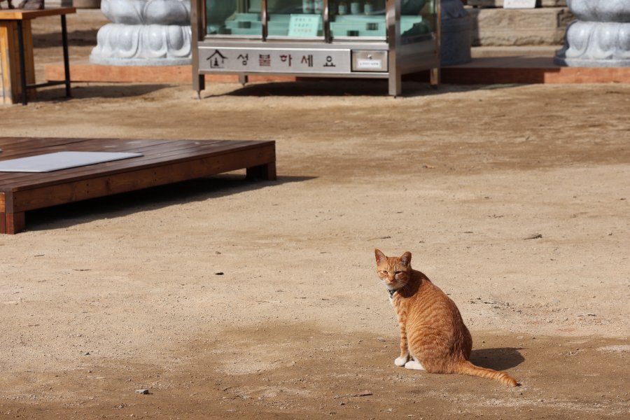 고양이를 좋아하는 사람이라면 고민할 필요도 없이 ‘묘적사’다.