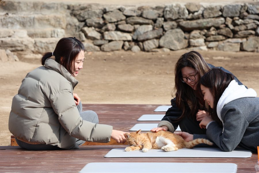 고양이를 좋아하는 냥집사들에게 묘적사 ‘냥이와 함께하는 힐링 템플스테이’는 '성지'로 통한다. 템플스테이 참가자들이 대웅전 앞마당에 발라당 누워 있는 고양이와 한적한 시간을 보내고 있다.